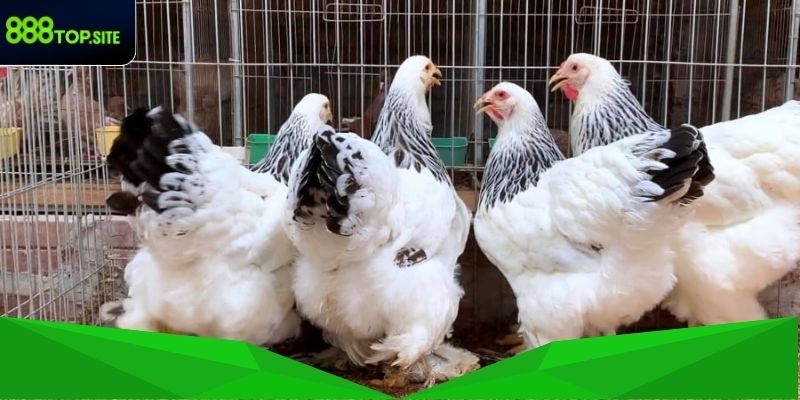 Các bước cần chuẩn bị cho cách nuôi gà Mỹ