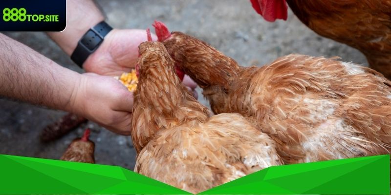 Các nguyên tắc cơ bản về dinh dưỡng gà