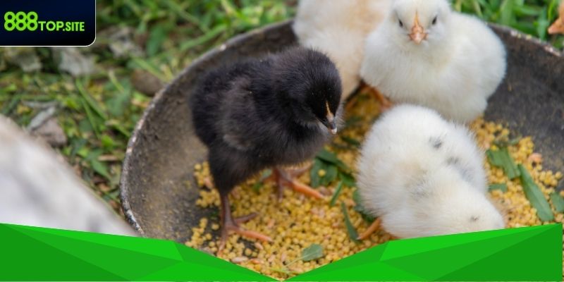 Câu hỏi thường gặp về dinh dưỡng gà