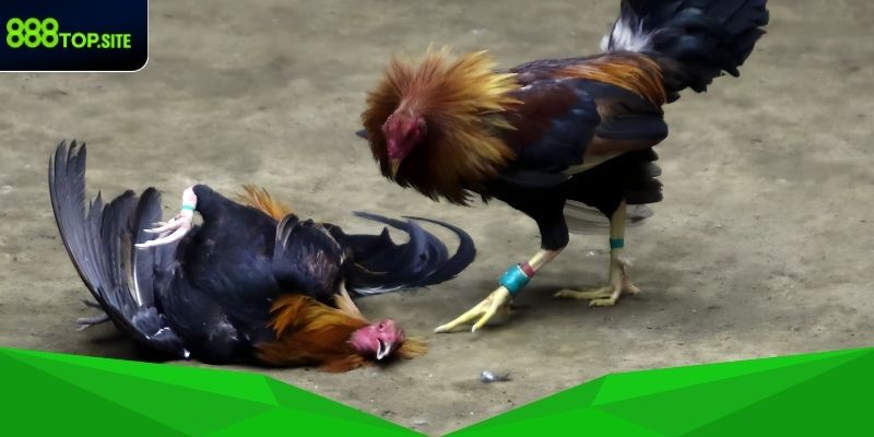 Đặt cược cửa Wala với tỷ lệ hấp dẫn