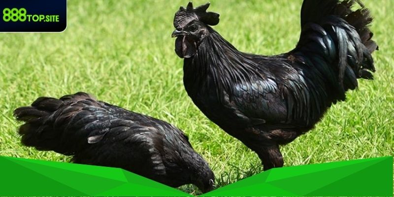 Định nghĩa và cách nhận biết gà Mỹ