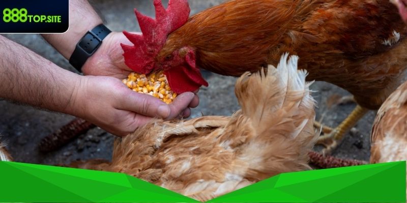 Dụng cụ cần thiết dùng trong cách cho gà ăn đúng cách