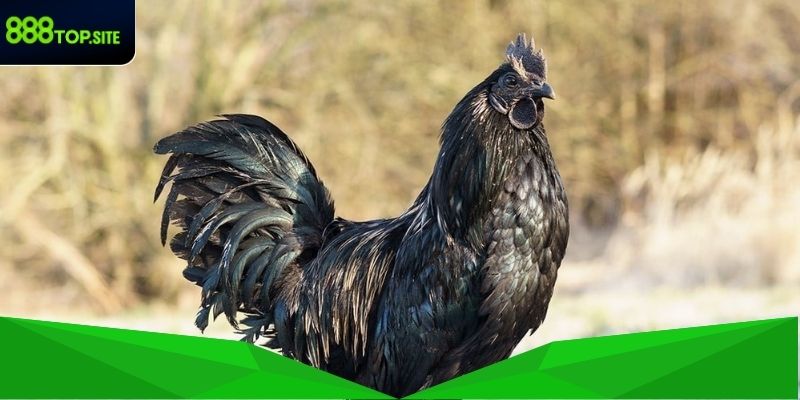 Chế độ ăn uống, dinh dưỡng cho gà Mỹ