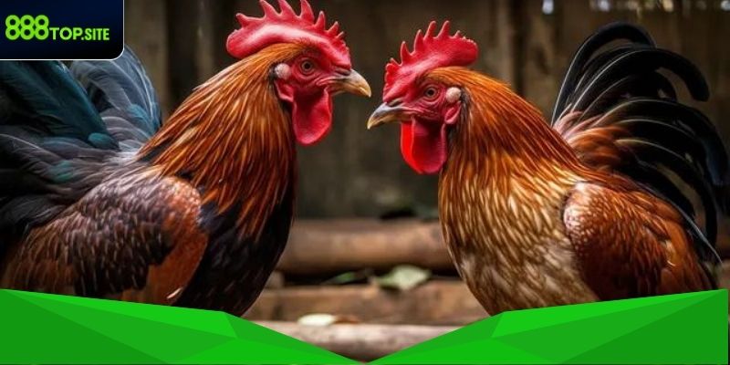 Quy định cơ bản luật đá gà miền Trung